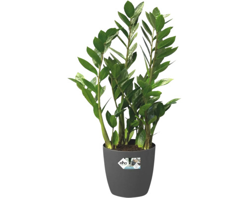 Zamioculcas krukväxt i kruka