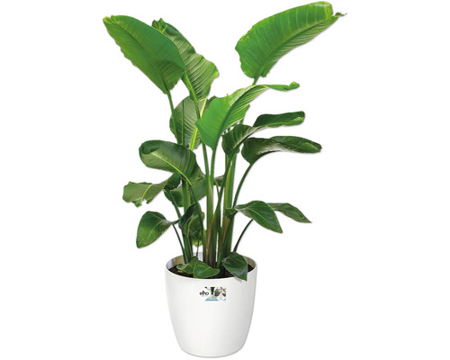 Strelitzia i kruka för inomhusbruk