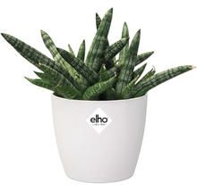 Sansevieria cylindrica i vit blomkruka med Elho-logotyp