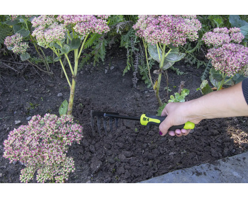En hand håller en kratta för trädgårdsarbete bredvid växter.