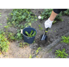 Person tar bort ogräs med en spade från en trädgård, ogräs samlas i en hink