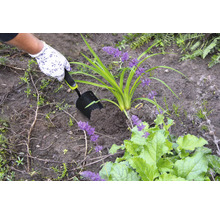 En person planterar en växt i jorden med en handspade.