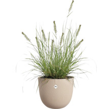 Prydnadsgräs med blomax i en beige rund blomkruka med vågig struktur och elho Logo.