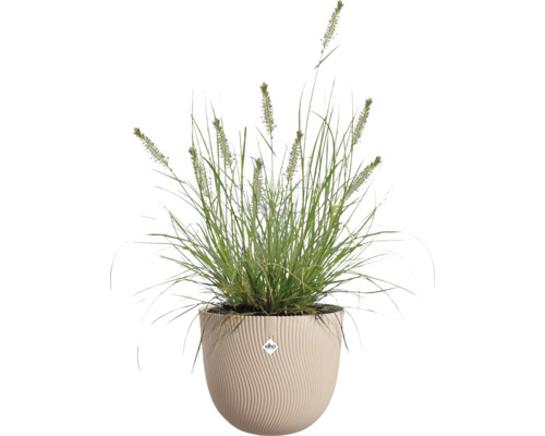 Prydnadsgräs med blomax i en beige rund blomkruka med vågig struktur och elho Logo.