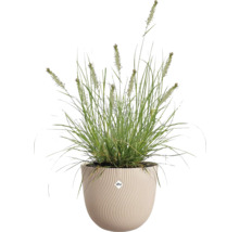 Grönt prydnadsgräs med ax i en rund krämvit kruka med vågig struktur från elho.
