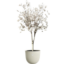 Blommande träd med vita blommor i en rund blomkruka med vågig struktur. elho Logo.