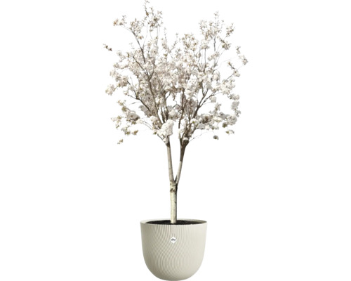 Blommande träd med vita blommor i en rund blomkruka med vågig struktur. elho Logo.