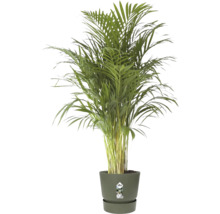 Guldpalm Dypsis lutescens i en mörkgrön Elho-plastkruka.