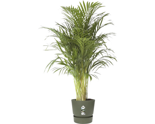 Guldpalm Dypsis lutescens i en mörkgrön Elho-plastkruka.