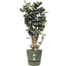 Inomhusväxt Polyscias Fabian med mörkgröna blad i en grön plastkruka med fat.