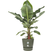 Bananplanta Musa i en olivgrön Elho-kruka med matchande fat.