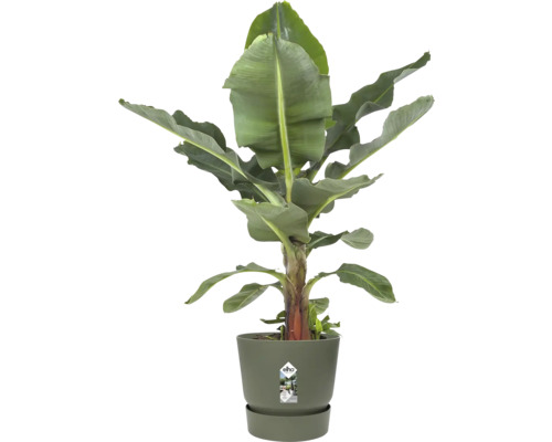 Bananplanta Musa i en olivgrön Elho-kruka med matchande fat.