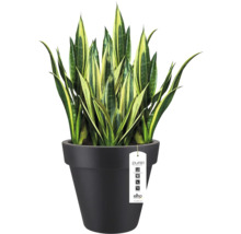 Sansevieria svärmorstunga i en svart Elho Pure blomkruka.