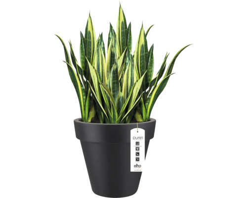 Sansevieria svärmorstunga i en svart Elho Pure blomkruka.