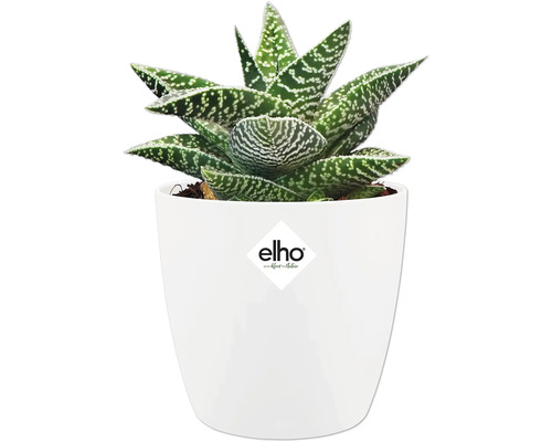 Suckulent Gasteria med prickiga blad i vit blomkruka. elho Logo.