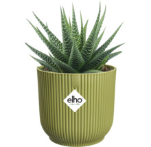 Haworthia-suckulent i en ljusgrön, räfflad elho-blomkruka, elho Logo