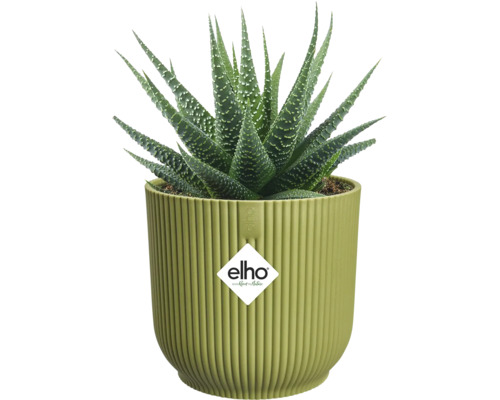 Haworthia-suckulent i en ljusgrön, räfflad elho-blomkruka, elho Logo