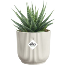 Suckulent Haworthia med gröna spetsiga blad och vita prickar i en vit räfflad elho blomkruka. elho Logo.