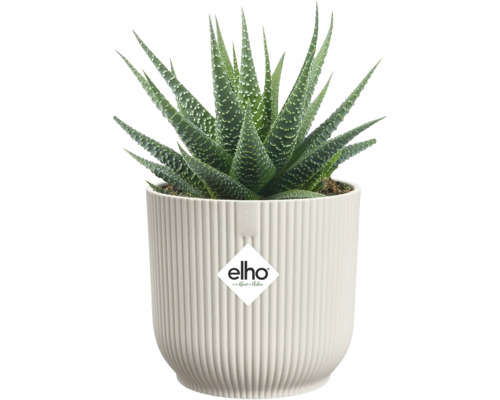 Suckulent Haworthia med gröna spetsiga blad och vita prickar i en vit räfflad elho blomkruka. elho Logo.