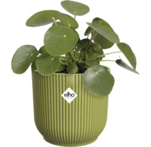 Elefantöra Pilea peperomioides i en rund, räfflad grön plastkruka från Elho.