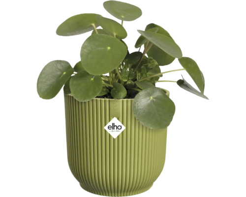 Elefantöra Pilea peperomioides i en rund, räfflad grön plastkruka från Elho.