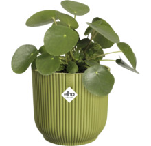 Pilea peperomioides i en grön räfflad Elho plastkruka. Elho Logo.