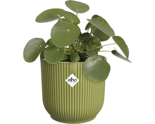 Krukväxt parasollpilea Pilea peperomioides i en grön räfflad plastkruka med elho Logo.