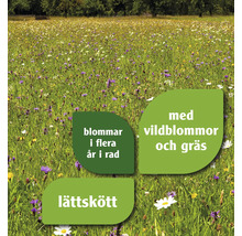 En blomstrande äng med vildblommor och gräs som blommar i flera år och är lättskött.