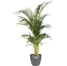 Guldpalm Areca lutescens i en mörkgrå elho ytterkruka.