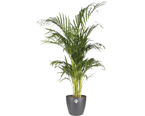 Guldpalm Areca lutescens i en mörkgrå elho ytterkruka.