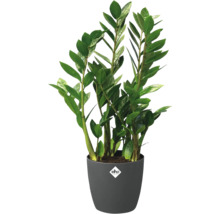 Krukväxt Zamioculcas zamiifolia med gröna glänsande blad i en antracitfärgad kruka med elho Logo.