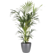 Guldpalm Areca i en grå kruka, krukväxt