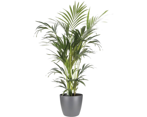Guldpalm Areca i en grå kruka, krukväxt