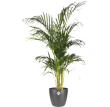 Guldpalm i antracitfärgad elho blomkruka med elho Logo, inomhusväxt med fjäderformade gröna blad.