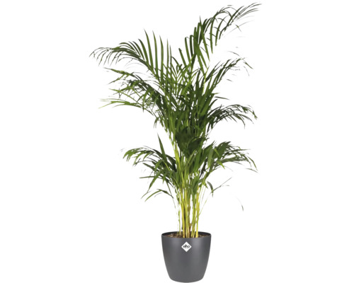 Guldpalm i antracitfärgad elho blomkruka med elho Logo, inomhusväxt med fjäderformade gröna blad.