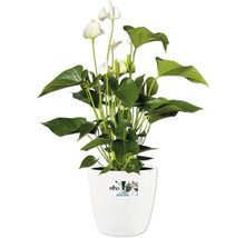 Anthurium med vita blommor i en vit Elho-kruka.