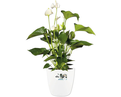 Anthurium inomhusväxt med vita hjärtformade blommor och gröna blad i en vit elho-kruka.