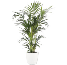 Inomhusväxt palm med gröna blad i en vit kruka.