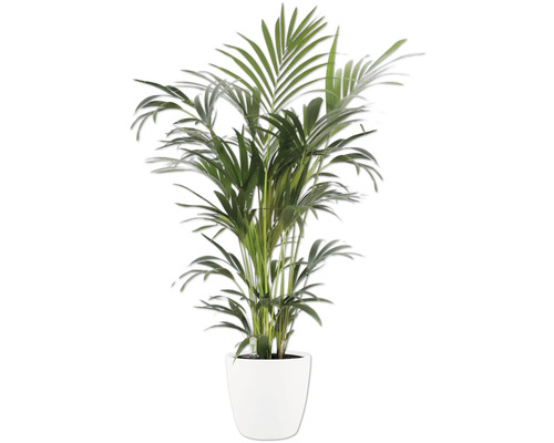 Inomhusväxt palm med gröna blad i en vit kruka.