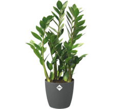 Zamioculcas inomhusväxt i grå Elho-kruka med Elho Logo.