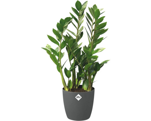 Zamioculcas inomhusväxt i grå Elho-kruka med Elho Logo.