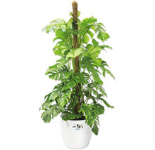 Monstera deliciosa inomhusväxt med mosspinne i en vit Elho-plastkruka.