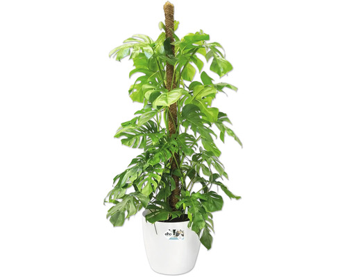 Monstera deliciosa inomhusväxt med mosspinne i en vit Elho-plastkruka.