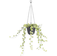 Murgröna Hedera Helix i en svart hängkruka med hängande rankor och brokiga blad.