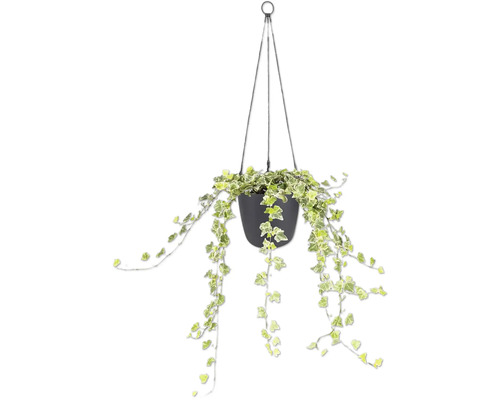 Murgröna Hedera Helix i en svart hängkruka med hängande rankor och brokiga blad.