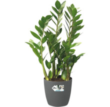 Garderobsblomma Zamioculcas zamiifolia i grå plastkruka med Elho logotyp.