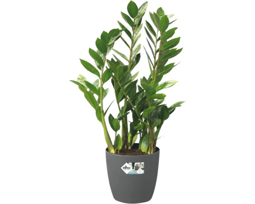 Garderobsblomma Zamioculcas zamiifolia i grå plastkruka med Elho logotyp.