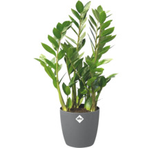 Zamioculcas zamiifolia i grå plastkruka med elho Logo.