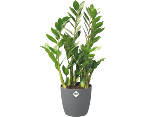 Zamioculcas zamiifolia i grå plastkruka med elho Logo.