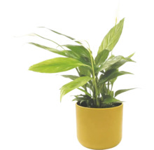 Fredskalla Spathiphyllum i gul kruka, krukväxt med gröna blad och vit blomma.